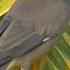 Myna Bird On Coconut Leaf Birds Coconut