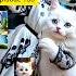 Buaituful Cat Dance Funny Cat Dancing Part 155 Catlover Cute Cat Kitten Pet Kitty Funny Catdance