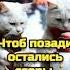 Самого доброго зимнего утра Благословенного дня Красивая музыкальная открытка 4