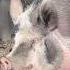 Good Morning Pig Song About Pigs For Kids Farm Animals Farmanimals Pig Kidssongs Music