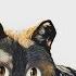 How A Wolf Howling Sound Sound Effect Animation