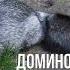 Домино история одного черно бурого лиса