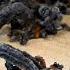 Fire Snake Experiment TKOR Dives Into How To Make Black Carbon Fire Snakes