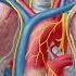 Superior Vena Cava Cardiovascular System Human Anatomy Kenhub