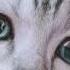 WHISKAS For A B C Nutrients Try Now