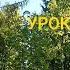 ПЕНИЕ ЛЕСНЫХ ПТИЦ УРОК 5 УЧИМ ПОПУГАЯ ПЕТЬ КРАСИВЫЕ ТРЕЛИ