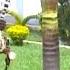 Transline Classic By Mr Ongengo