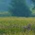Footage Raw Pilkington Overlook Purple Flowers On A Summer Morning