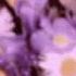 1nonly X Ciscaux X Savage Ga P MOVE Slowed Reverb
