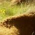 Native Americans Saw Buffalo As More Than Just Food 4K