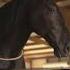 Zorro