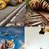 Jcb Excavator Millipede And Snake Shorts Jcb Excavetor Horror