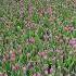 Urban Spring Pink Tulips