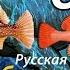 Камчатский промысел Окунь РР3 Русская Рыбалка 3 Гренландия