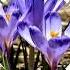 Antonio Vivaldi Four Seasons Violin Concerto In E Major RV 269 Spring No 3 Allegro