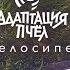 Велосипеды Адаптация Пчёл Beesadaptic