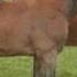 Thoroughbred Stud 2008