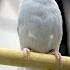 Stanford Researchers Create New Method For Recording Bird Flight In 3D