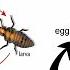 METAMORPHOSIS COMPLETE AND INCOMPLETE METAMORPHOSIS SCIENCE EDUCATIONAL VIDEO FOR KIDS