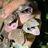 I Got Yoinked Snake Youtube Viral Wildlife Animals Alligator Everglades Crocodile Crazy