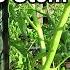 A Double Stem Tomato Pruning Method From Never Pruned To 2 Production Stems Two Minute TRG Tips