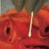 Splinter Disection