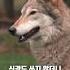 개와 늑대의 차이점을 보여드림