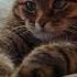 Не спешите Cat кот юмор котушка приколы цитаты