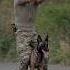 Belgian Malinois Top Most Skilled Military Dog Shorts