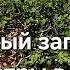 Турция Заповедник Айвалык скалы море и фламинго
