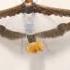 Beautiful Moth With Brown BORDERS Shorts Shortvideo Moths