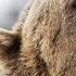 Joe Rogan What To Do If You Re Attacked By A Grizzly Bear