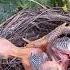 Cuckoo Bird Baby Attempts To Remove Nestmate Shorts Ytshorts Viralshorts Short
