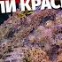 Самые опасные морские обитатели Красного моря Египет 2022