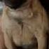 Pug Cries Over Pup Cup