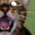 Жуткий крик кошки Creepy Cat Cry