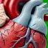 4K Human Heart Beating Animation Green Screen Free No Copyright