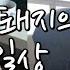 암퇘지 브이로그