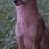 Coyote Keeps Sitting Down At Close Range Self Filmed Coyote Hunt In Illinois 4K SUBSCRIBE
