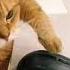 Кот и мышка мышки коты кошкитикток Tiktok смешныекошки Catsoftiktok Cats животные