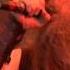 Amon Amarth Guardians Of Asgaard Live In Wacken 2012
