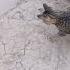 Mushuk Va Ilon Jangi 2 Qism Cat Vs Sanke Cat Like Subscribe Followme
