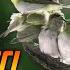 LIVE Zozterops Terapi Smart Mastering Burung Pleci