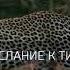 Второе послание к Тимофею Читает Валентин Клементьев