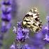 VALSUL FLUTURILOR Butterfly Waltz