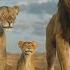 Mufasa The Lion King 1 In America The World Again