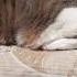 Cat Reacting To Hua Chenyu 5 Flammable And Explosive