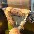 Live Ice Gola Machine Ice Gola Making Gola Machine Bingsu Machine Korean Ice Cream Trending