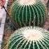 Moving Cactus Plant Need Skills Satisfying Short