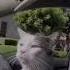 One Cat Story Ludacris Act A Fool Cats Pets Animals Fun Funny Mem Mems Meme Memes